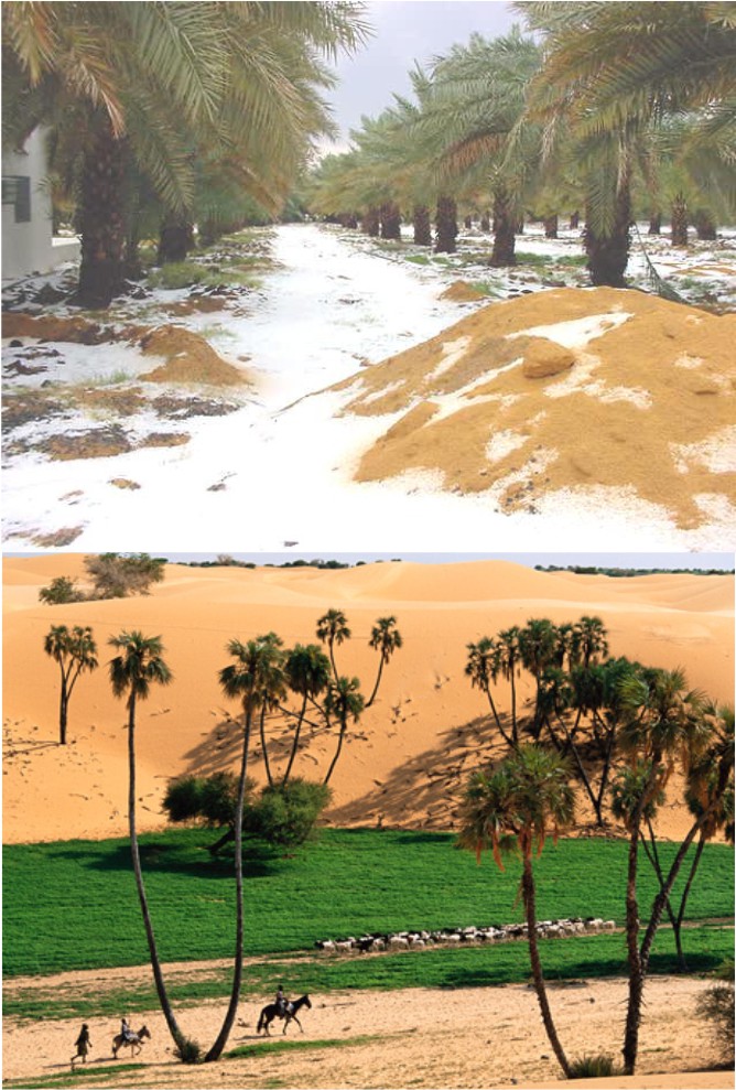 Hasil carian imej untuk salji di gurun sahara